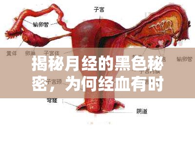 揭秘月經(jīng)的黑色秘密，為何經(jīng)血有時呈現(xiàn)暗黑色？