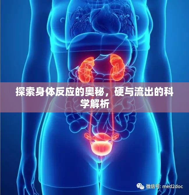 探索身體反應(yīng)的奧秘，硬與流出的科學(xué)解析