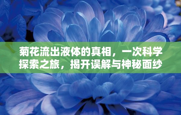 菊花流出液體的真相，一次科學(xué)探索之旅，揭開誤解與神秘面紗