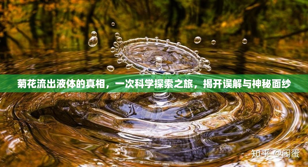 菊花流出液體的真相，一次科學(xué)探索之旅，揭開誤解與神秘面紗