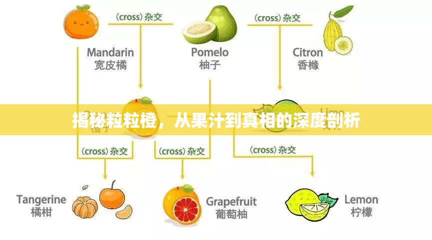 揭秘粒粒橙，從果汁到真相的深度剖析