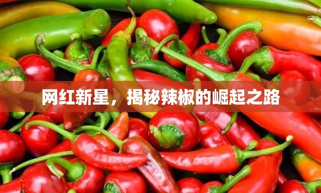 網(wǎng)紅新星，揭秘辣椒的崛起之路
