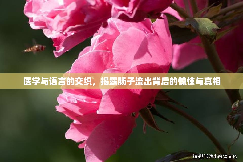 醫(yī)學(xué)與語(yǔ)言的交織，揭露腸子流出背后的驚悚與真相
