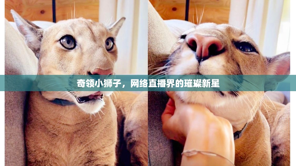 奇領(lǐng)小獅子，網(wǎng)絡(luò)直播界的璀璨新星