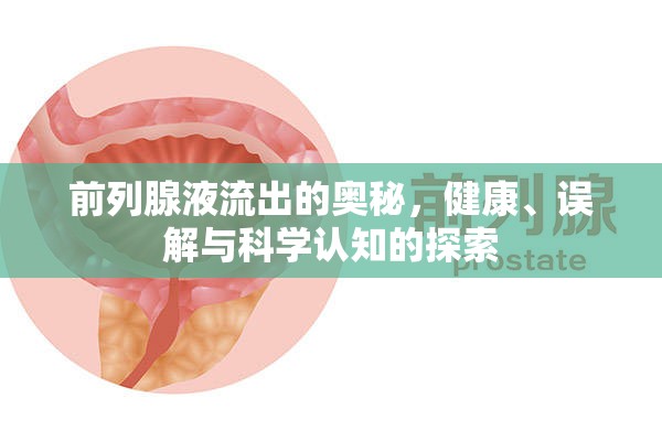 前列腺液流出的奧秘，健康、誤解與科學認知的探索