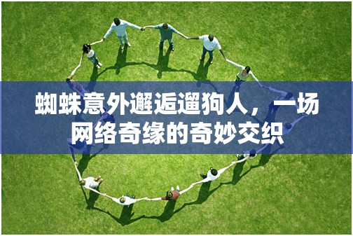蜘蛛意外邂逅遛狗人，一場網(wǎng)絡(luò)奇緣的奇妙交織