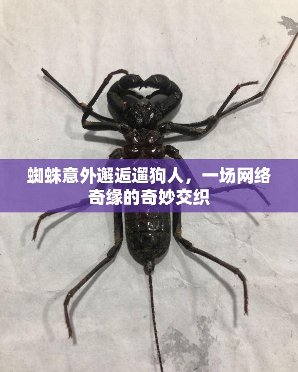 蜘蛛意外邂逅遛狗人，一場網(wǎng)絡(luò)奇緣的奇妙交織
