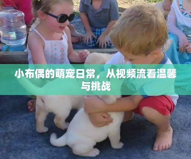 小布偶的萌寵日常，從視頻流看溫馨與挑戰(zhàn)