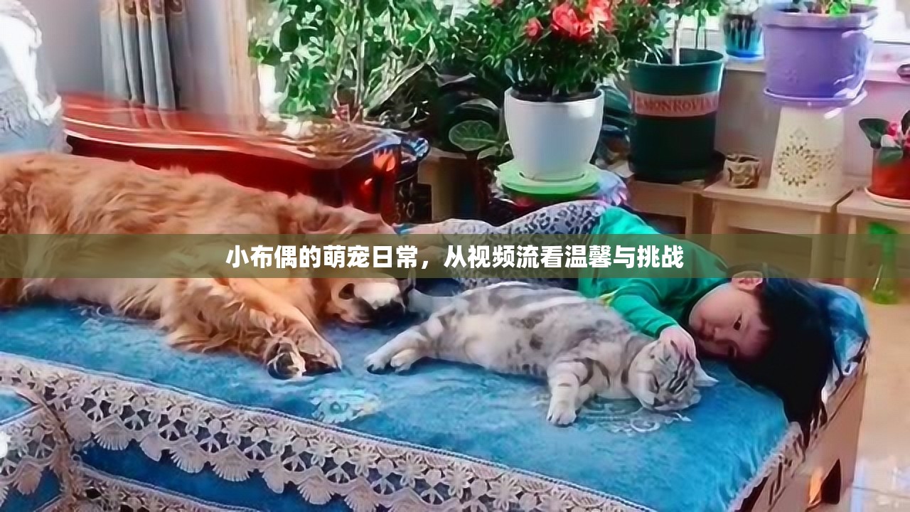 小布偶的萌寵日常，從視頻流看溫馨與挑戰(zhàn)