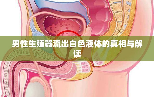 男性生殖器流出白色液體的真相與解讀