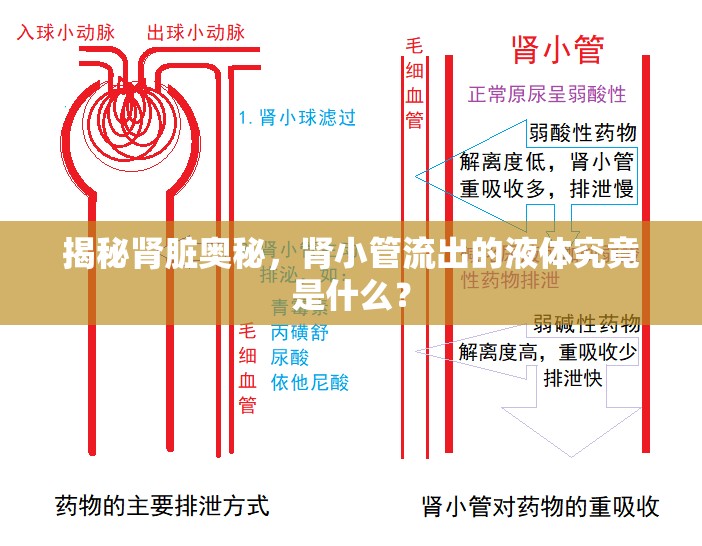 揭秘腎臟奧秘，腎小管流出的液體究竟是什么？