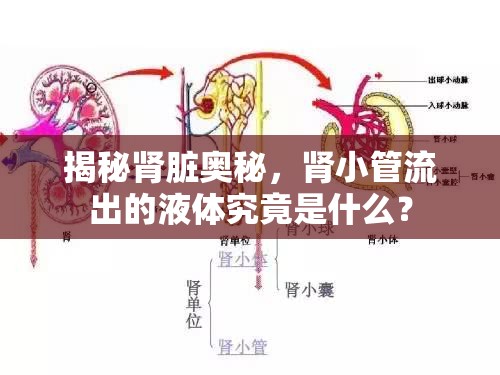 揭秘腎臟奧秘，腎小管流出的液體究竟是什么？