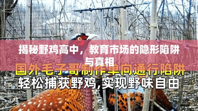 揭秘野雞高中，教育市場(chǎng)的隱形陷阱與真相