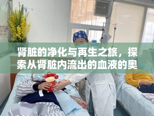 腎臟的凈化與再生之旅，探索從腎臟內(nèi)流出的血液的奧秘