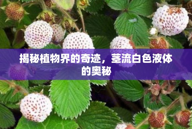 揭秘植物界的奇跡，莖流白色液體的奧秘