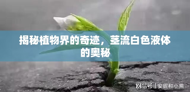 揭秘植物界的奇跡，莖流白色液體的奧秘