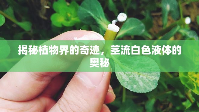 揭秘植物界的奇跡，莖流白色液體的奧秘