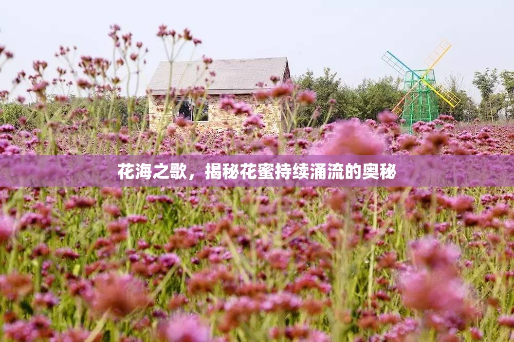 花海之歌，揭秘花蜜持續(xù)涌流的奧秘