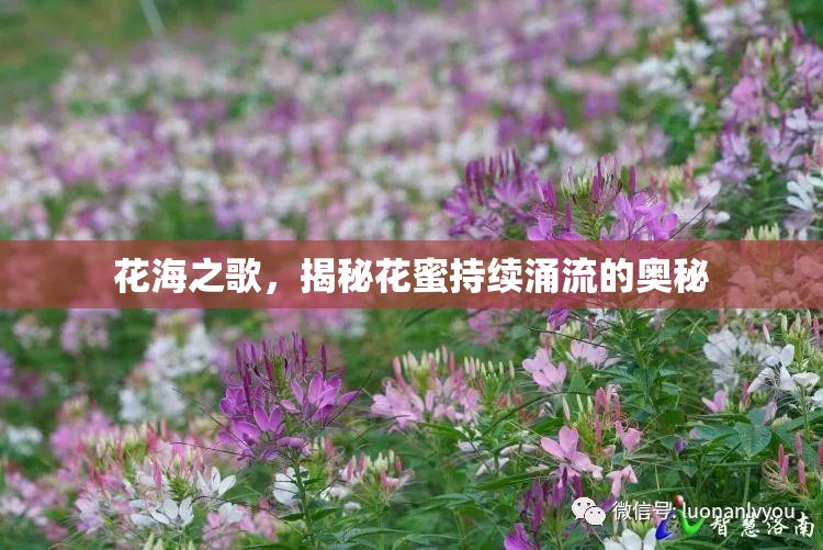 花海之歌，揭秘花蜜持續(xù)涌流的奧秘
