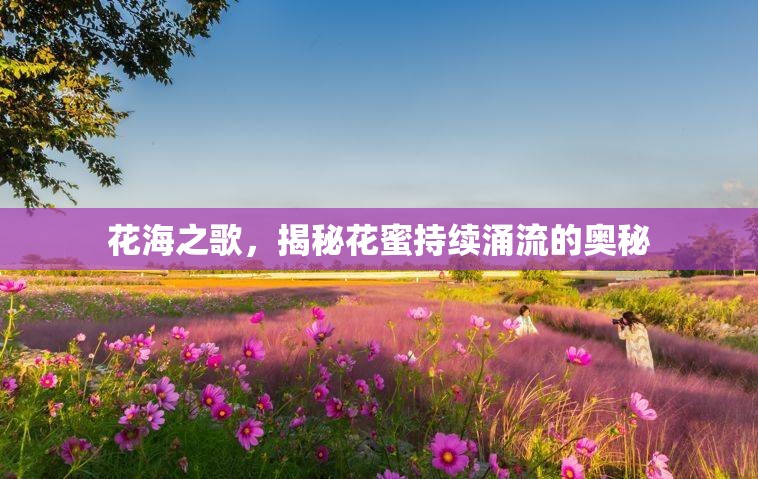花海之歌，揭秘花蜜持續(xù)涌流的奧秘
