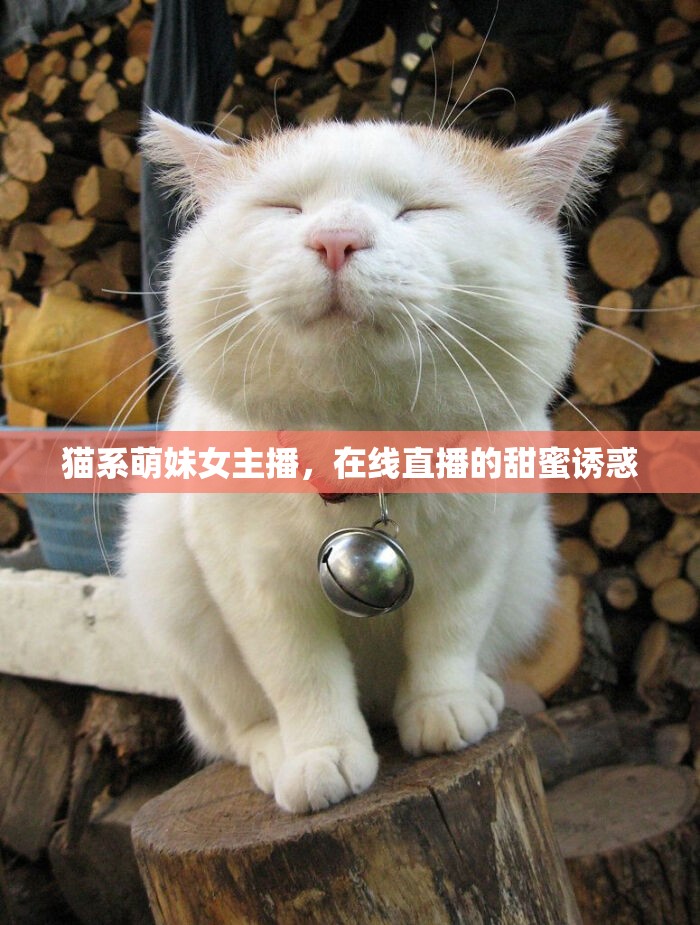 貓系萌妹女主播，在線直播的甜蜜誘惑