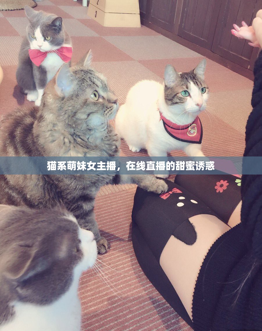 貓系萌妹女主播，在線直播的甜蜜誘惑