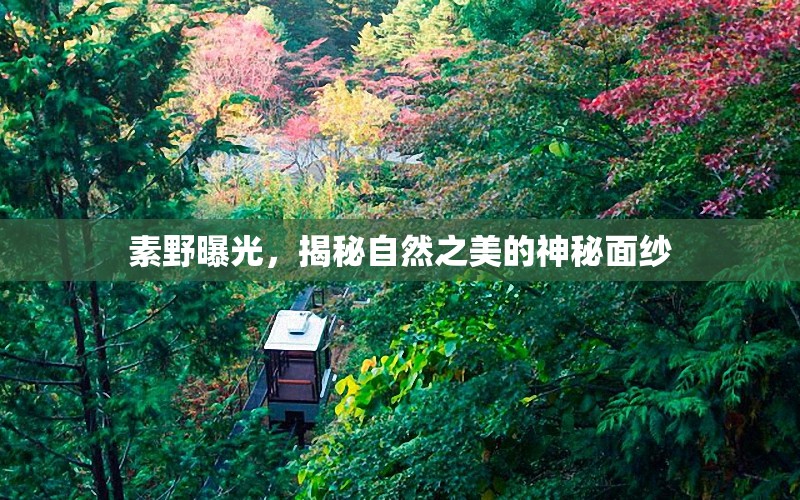 素野曝光，揭秘自然之美的神秘面紗
