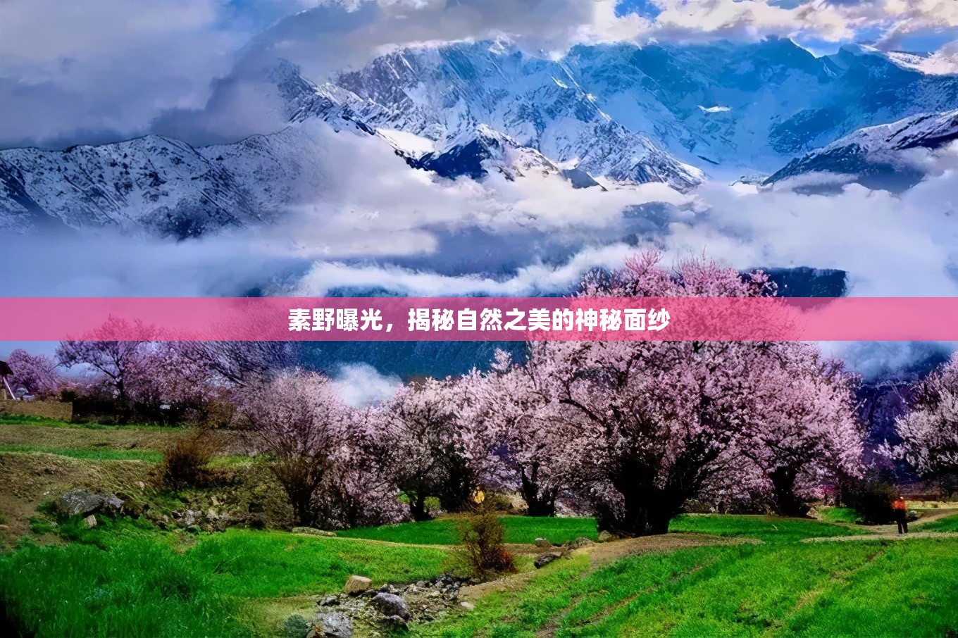 素野曝光，揭秘自然之美的神秘面紗
