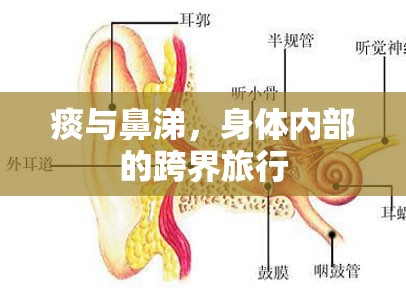 痰與鼻涕，身體內(nèi)部的跨界旅行