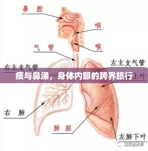 痰與鼻涕，身體內(nèi)部的跨界旅行
