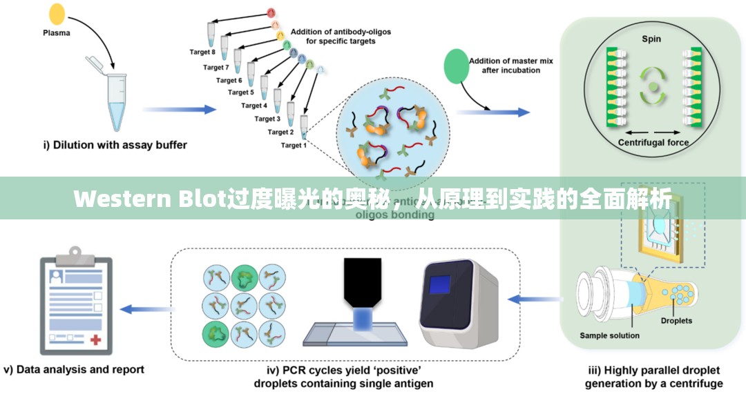 Western Blot過(guò)度曝光的奧秘，從原理到實(shí)踐的全面解析