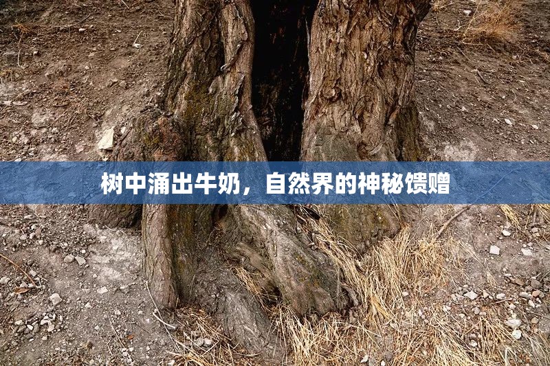 樹中涌出牛奶，自然界的神秘饋贈