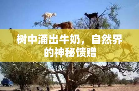樹中涌出牛奶，自然界的神秘饋贈