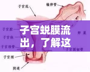 子宮蛻膜流出，了解這一生理現(xiàn)象及其重要性