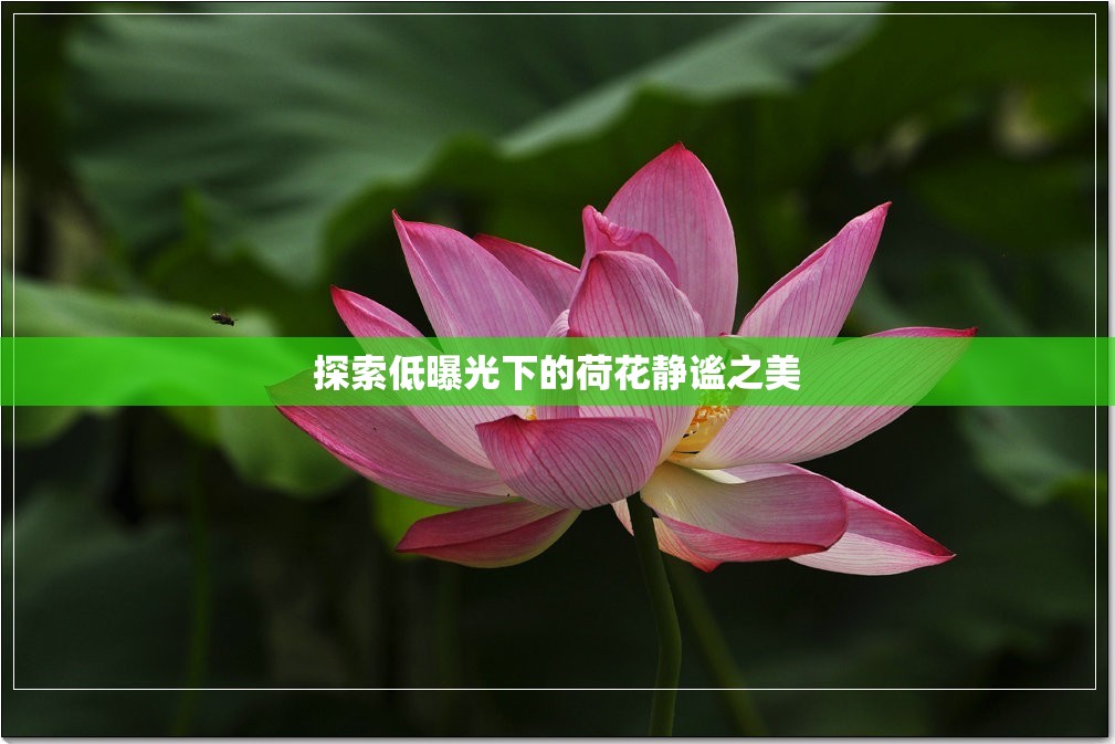 探索低曝光下的荷花靜謐之美