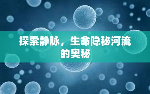 探索靜脈，生命隱秘河流的奧秘