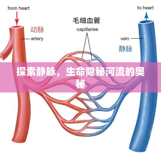探索靜脈，生命隱秘河流的奧秘
