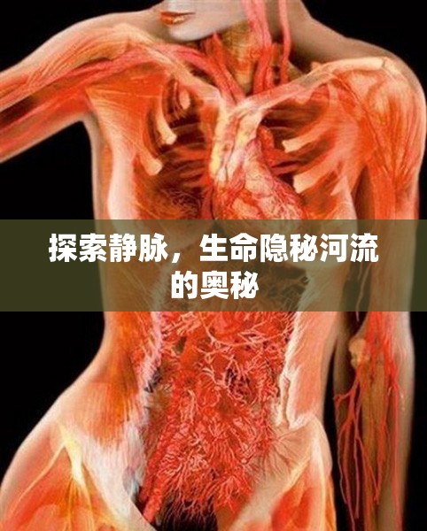 探索靜脈，生命隱秘河流的奧秘