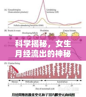 科學(xué)揭秘，女生月經(jīng)流出的神秘面紗