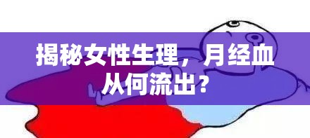 揭秘女性生理，月經(jīng)血從何流出？