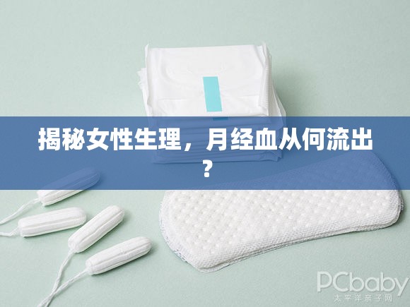 揭秘女性生理，月經(jīng)血從何流出？