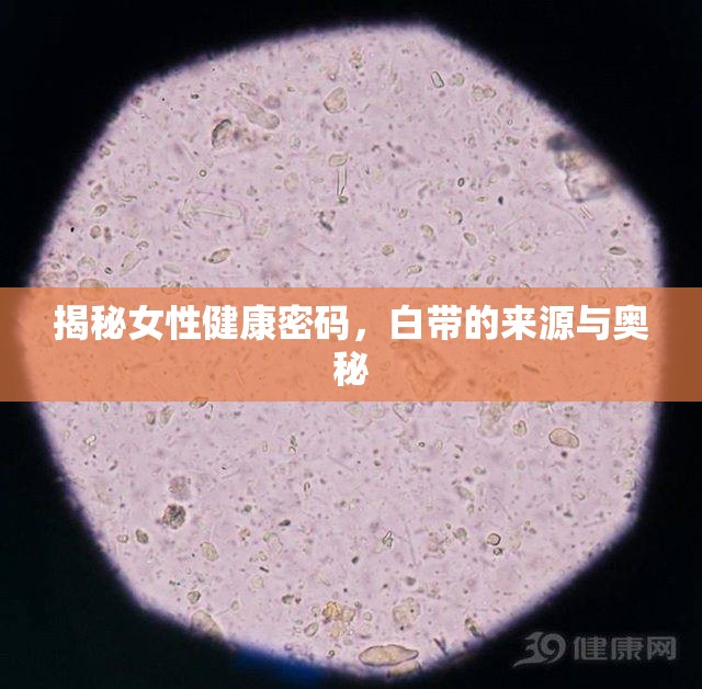 揭秘女性健康密碼，白帶的來源與奧秘