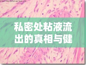 私密處粘液流出的真相與健康維護(hù)