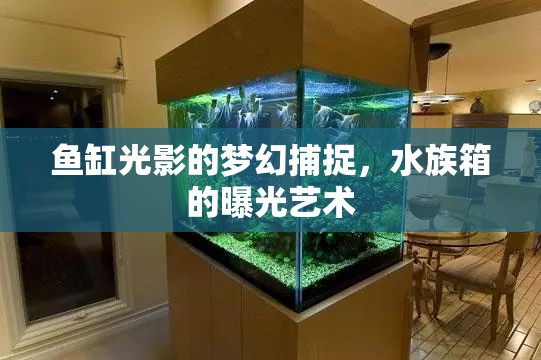 魚缸光影的夢幻捕捉，水族箱的曝光藝術
