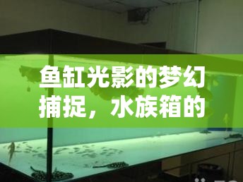 魚缸光影的夢幻捕捉，水族箱的曝光藝術