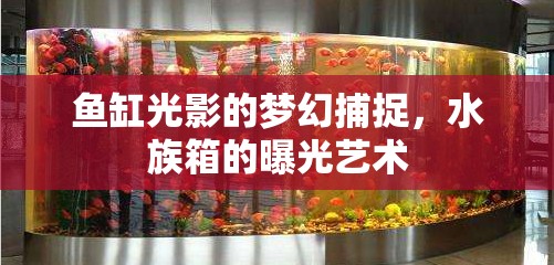 魚缸光影的夢幻捕捉，水族箱的曝光藝術