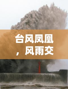臺風(fēng)鳳凰，風(fēng)雨交加下的安全警報與最新動態(tài)