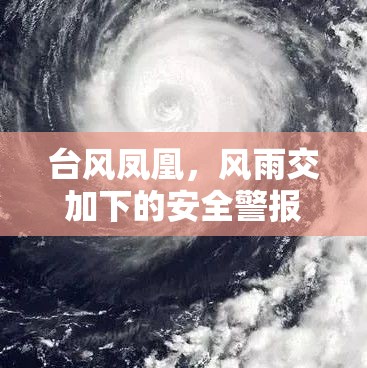 臺風(fēng)鳳凰，風(fēng)雨交加下的安全警報與最新動態(tài)