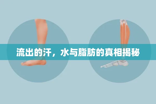 流出的汗，水與脂肪的真相揭秘