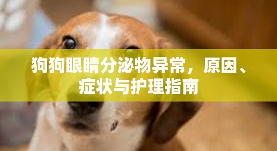 狗狗眼睛分泌物異常，原因、癥狀與護(hù)理指南